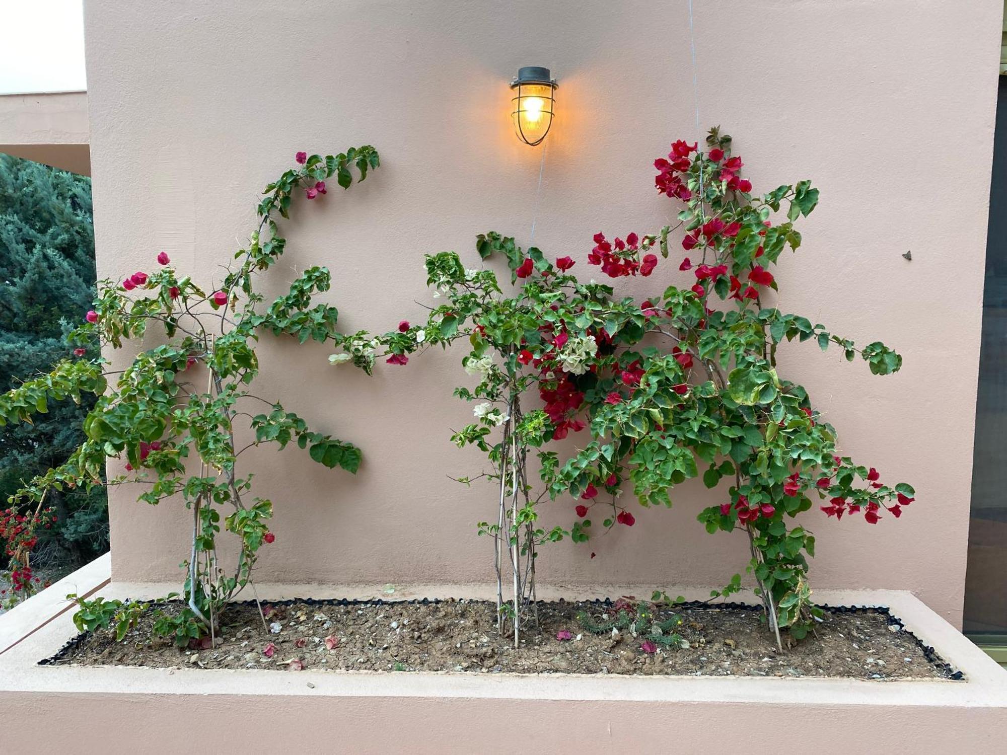 Askalosia Villa Agios Georgios  Exteriör bild