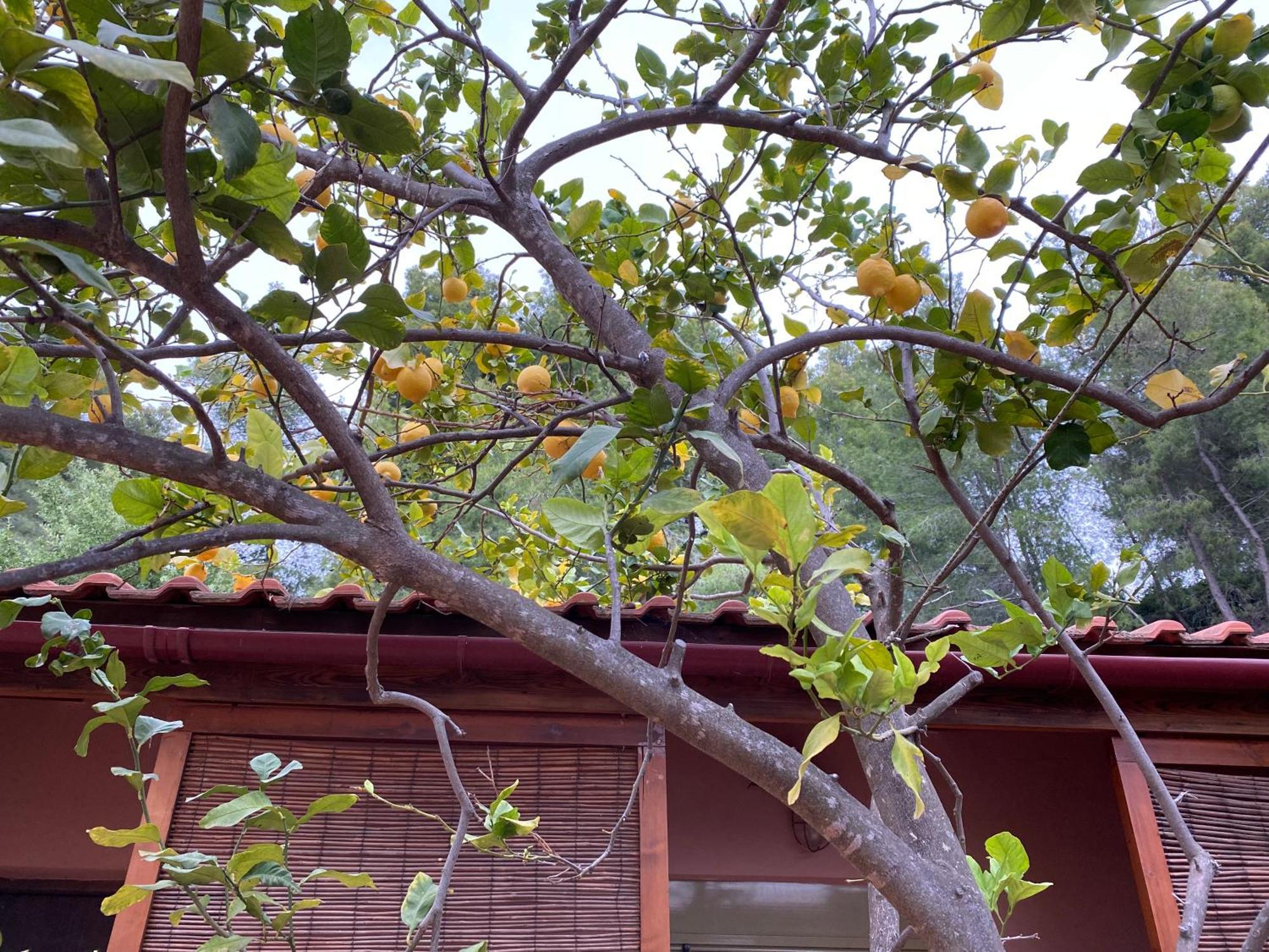 Askalosia Villa Agios Georgios  Exteriör bild